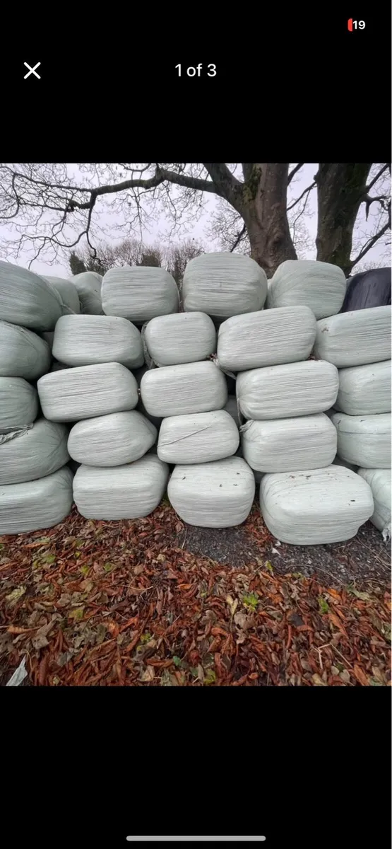 Top Quality small bales of Haylage - Image 1