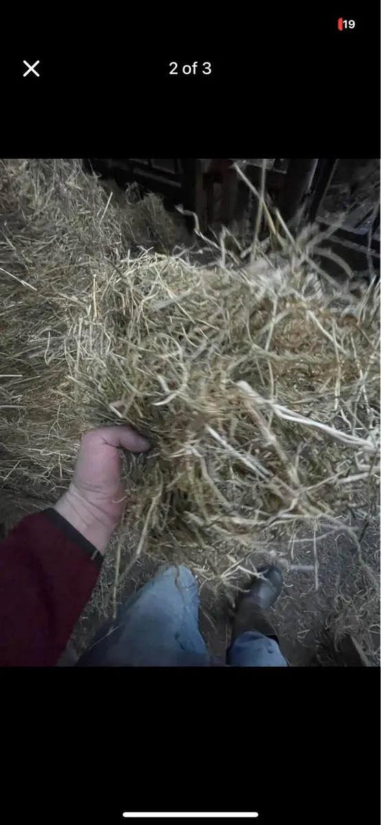 Top Quality small bales of Haylage - Image 2