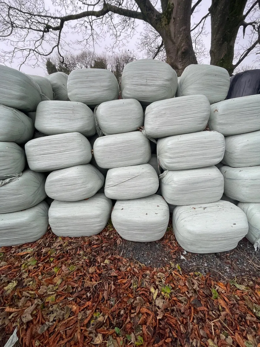 Top Quality small bales of Haylage - Image 3