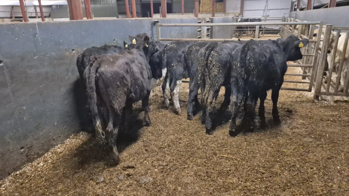 7 Heifer Weanlings - Image 2
