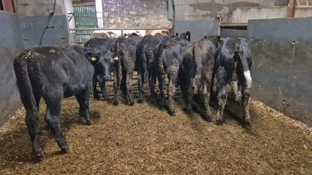 7 Heifer Weanlings - Image 1