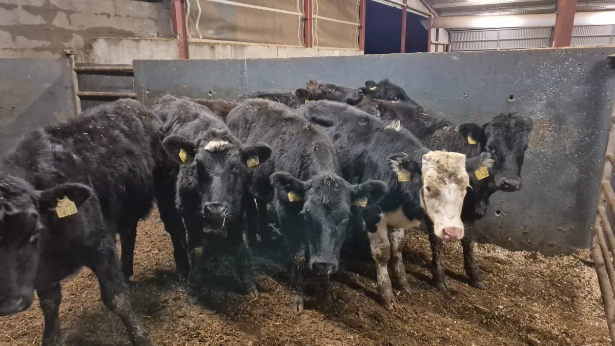 7 Heifer Weanlings - Image 3