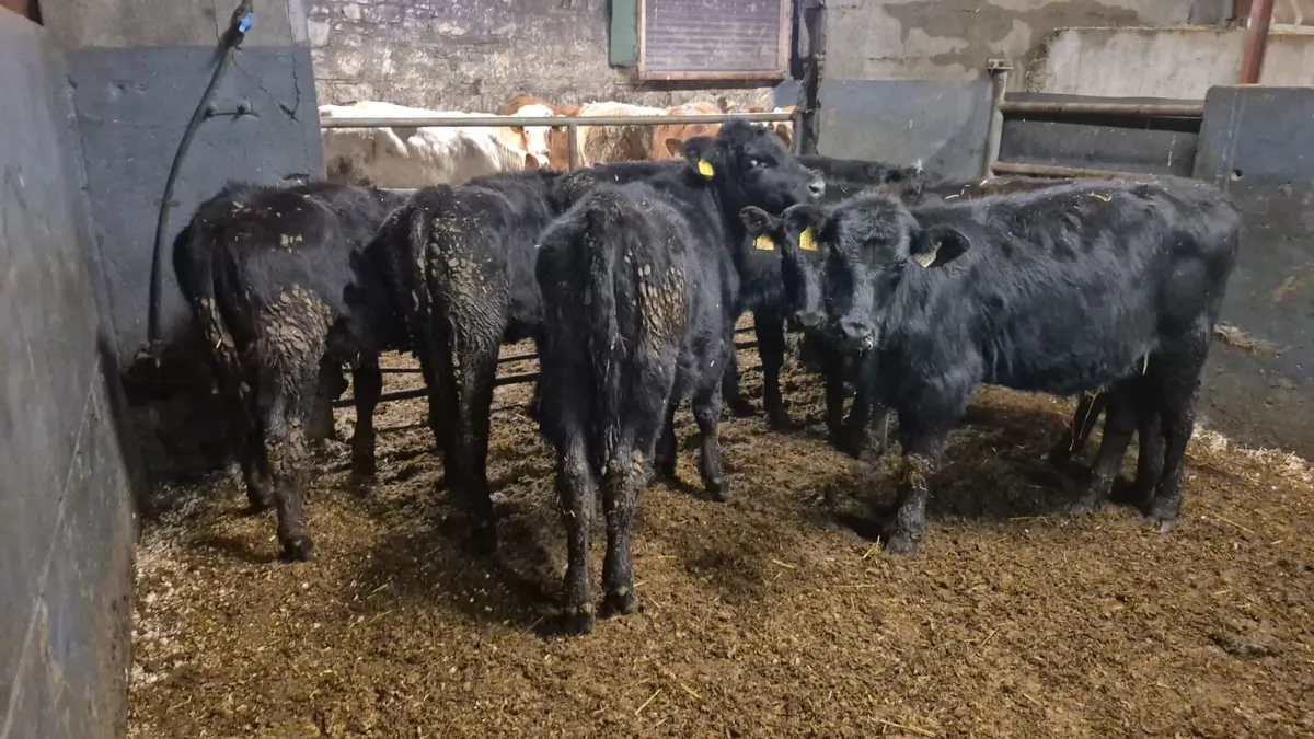 7 Heifer Weanlings - Image 4