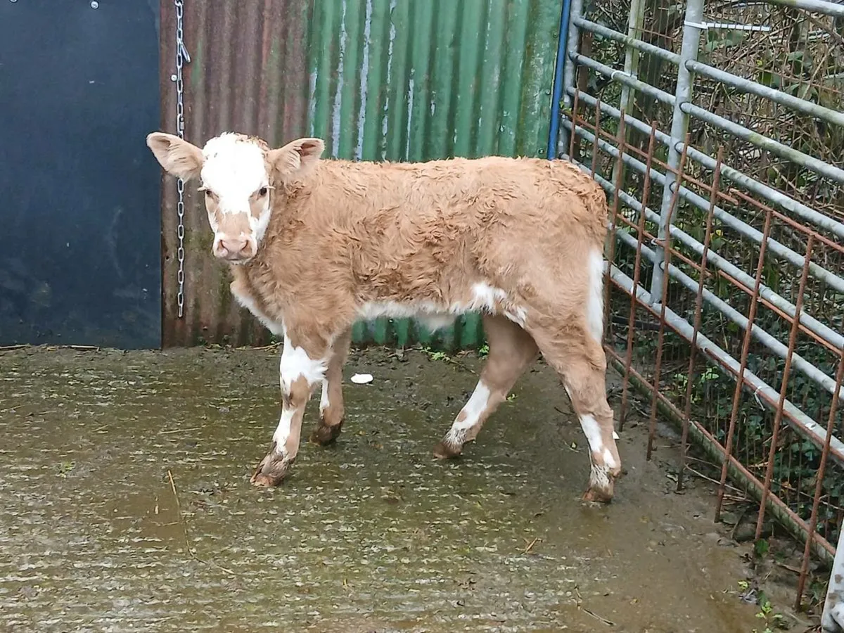 SUPER CH HEIFER CALF A COW MARKER - Image 1