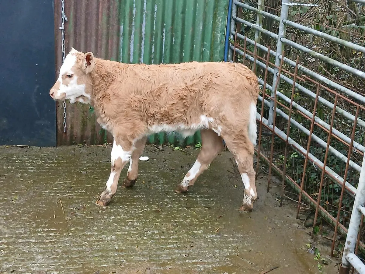 SUPER CH HEIFER CALF A COW MARKER - Image 2