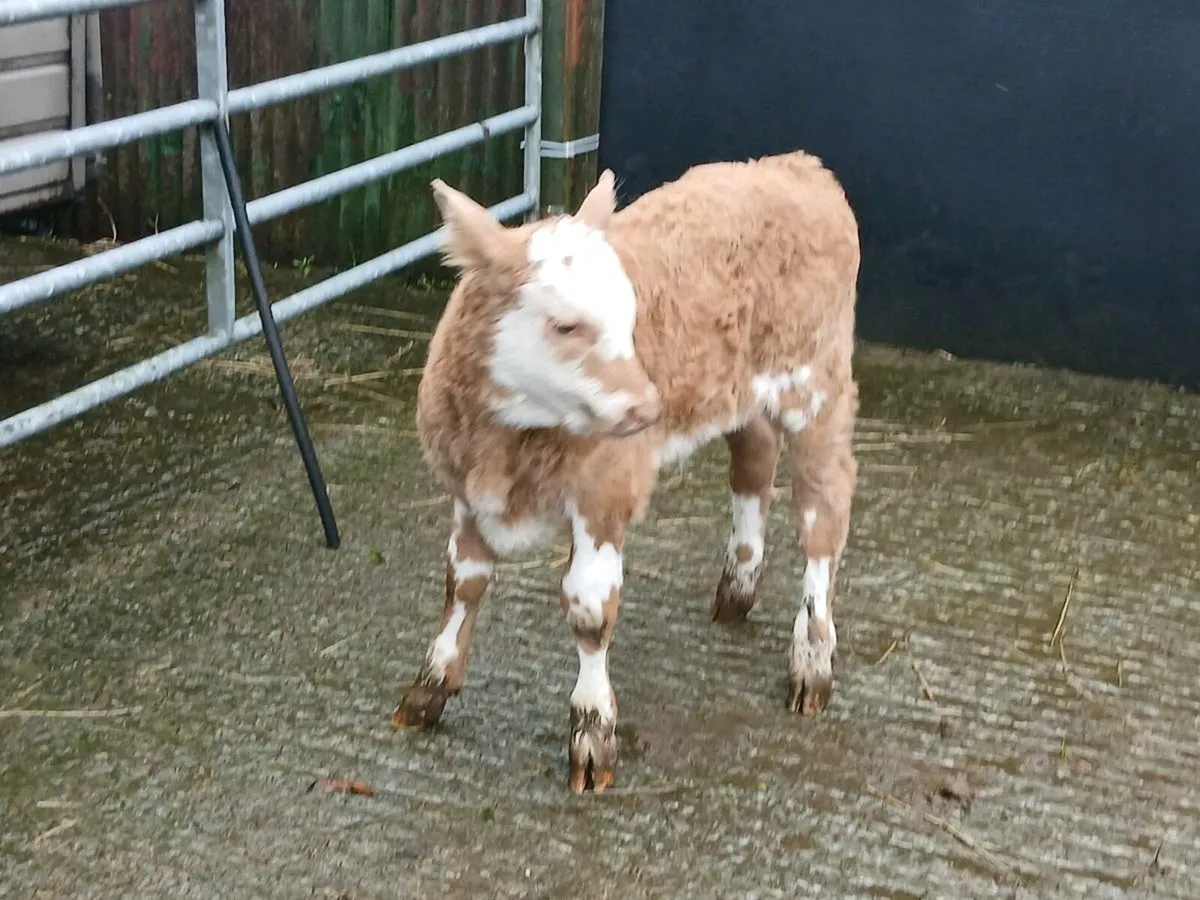 SUPER CH HEIFER CALF A COW MARKER - Image 3
