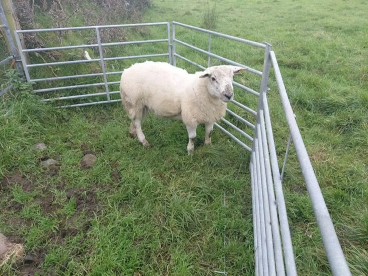 Mule-Tex Ram Lamb for sale - Image 2