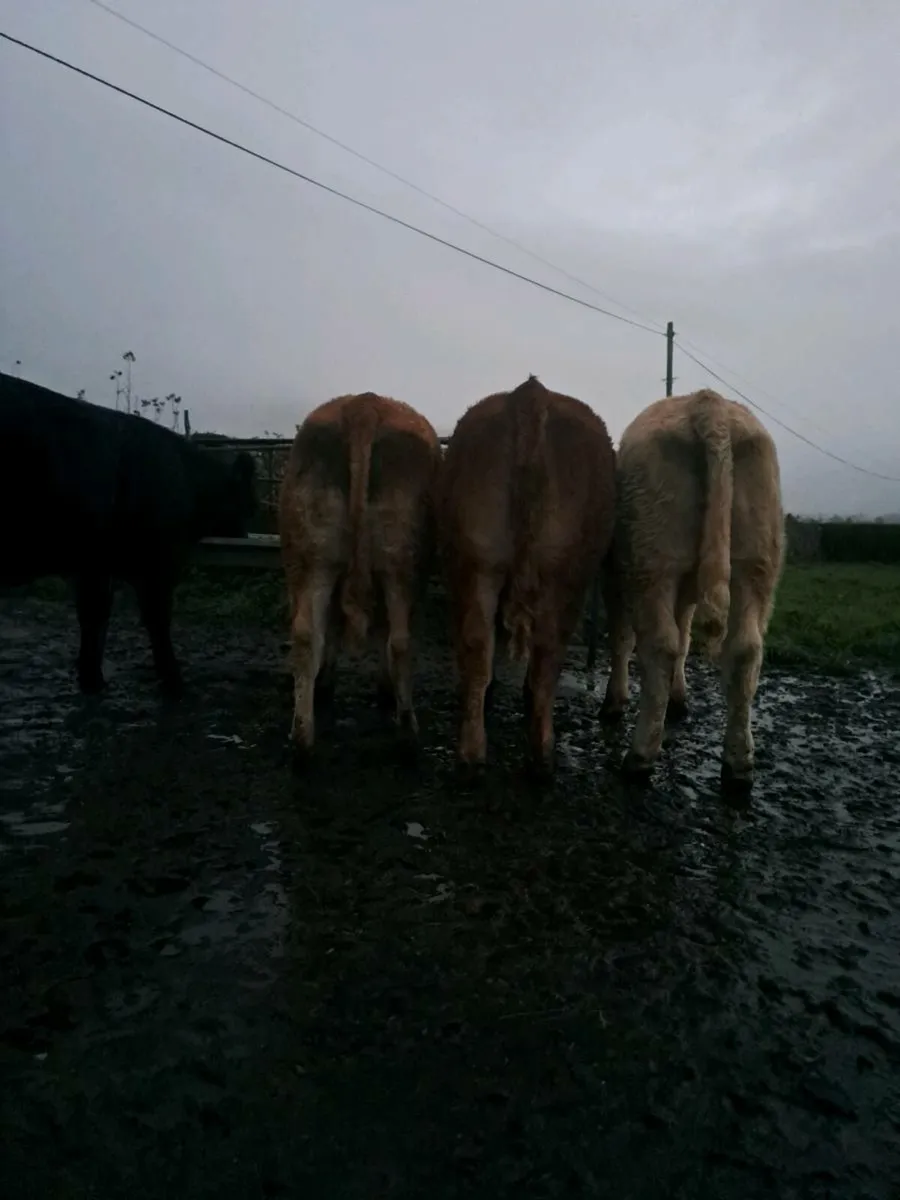 Heifers - Image 3