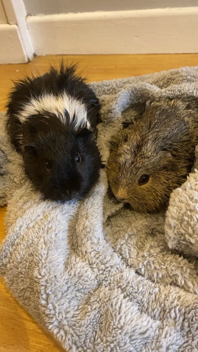2 male Guinea pigs - Image 1