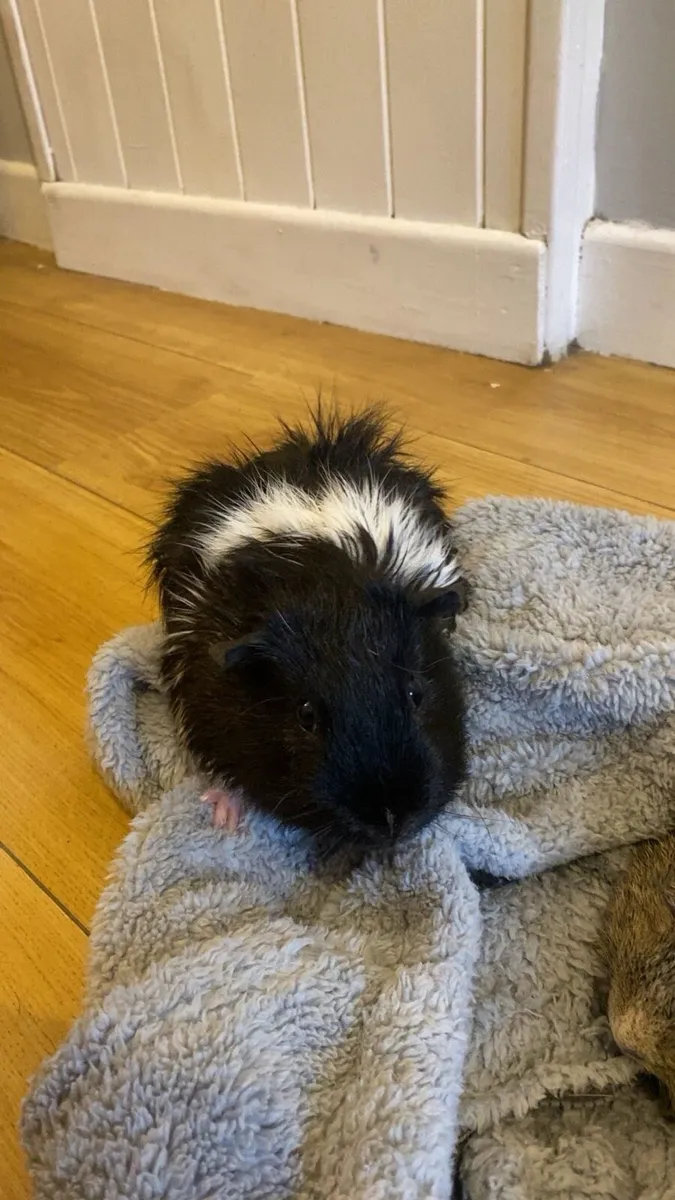 2 male Guinea pigs - Image 2