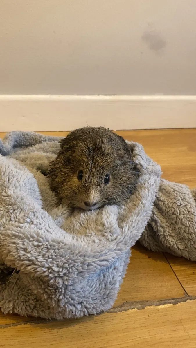 2 male Guinea pigs - Image 3