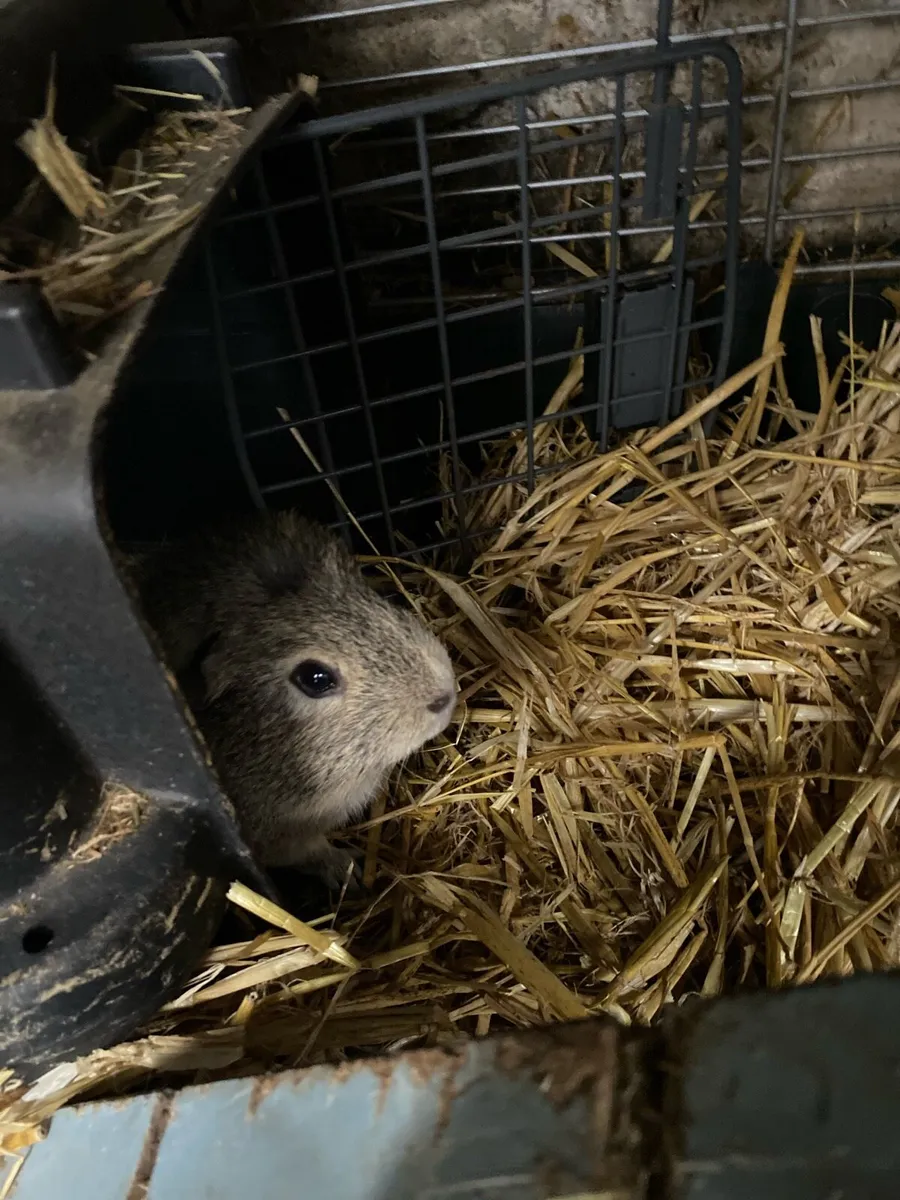 2 male Guinea pigs - Image 4