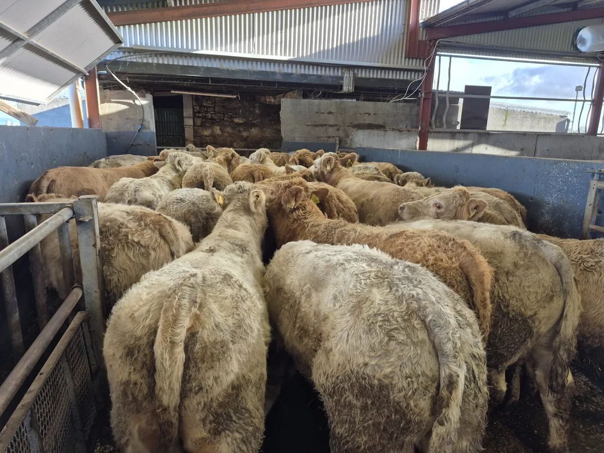 30 Super Charolais Bull Weanlings - Image 1