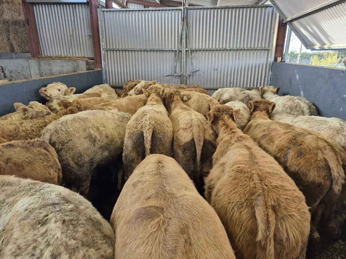 30 Super Charolais Bull Weanlings - Image 2