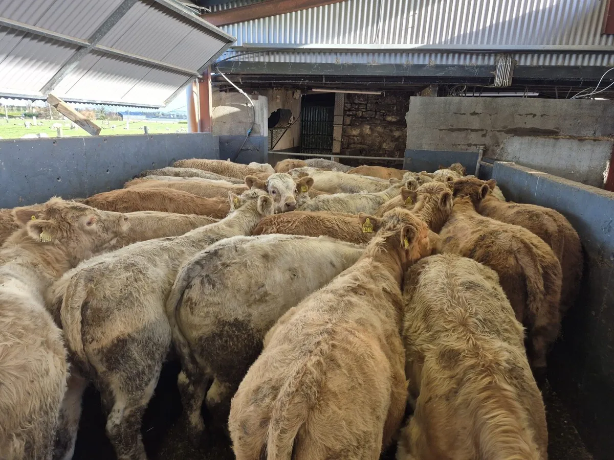 30 Super Charolais Bull Weanlings - Image 3