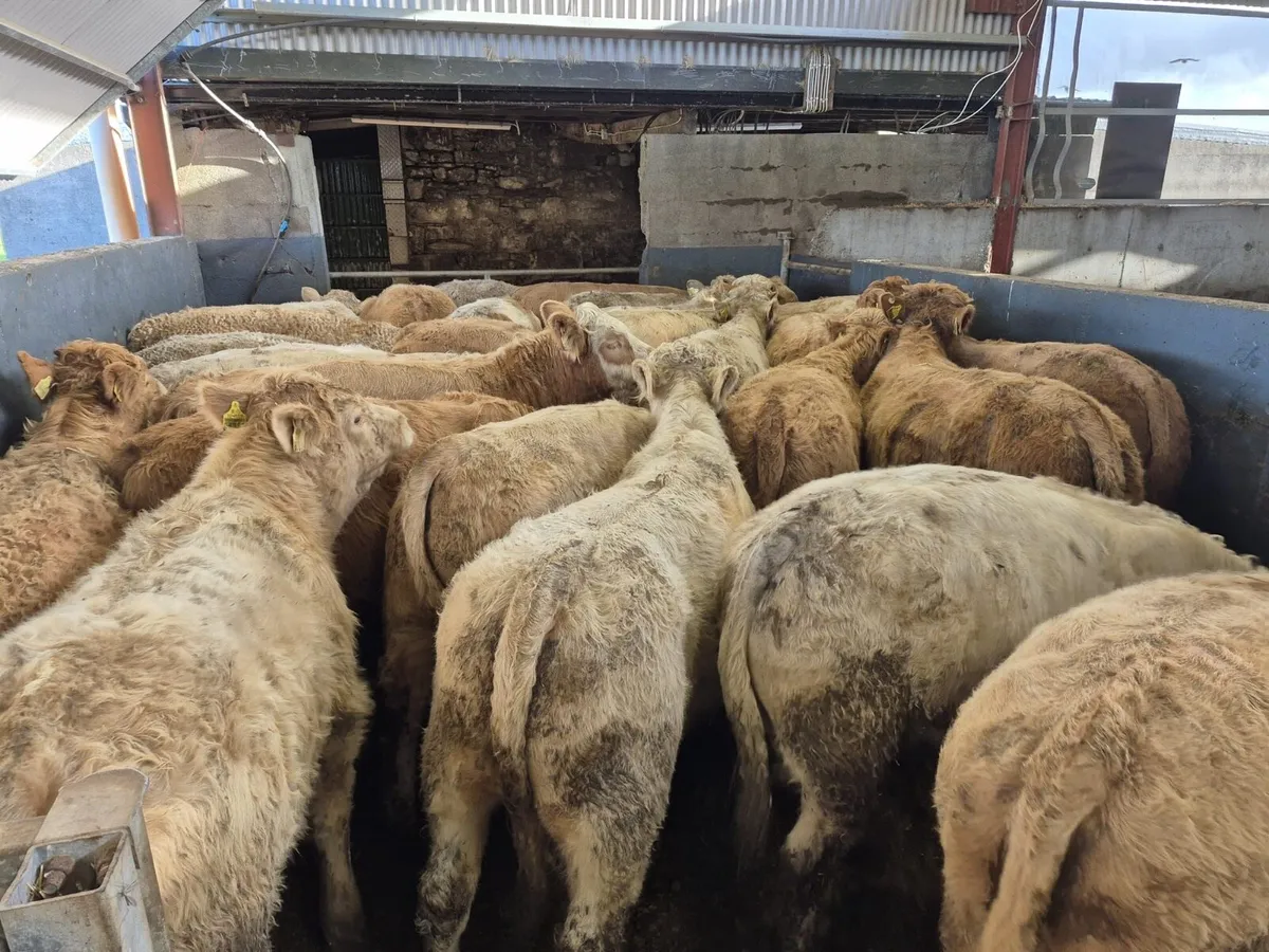 30 Super Charolais Bull Weanlings - Image 4