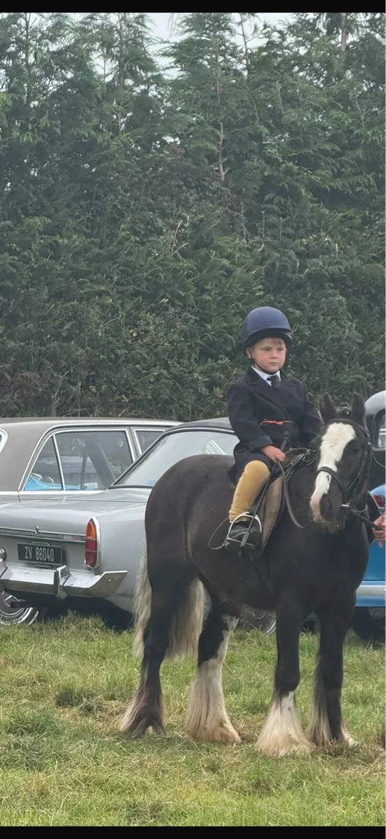 Bomb proof pony - Image 3