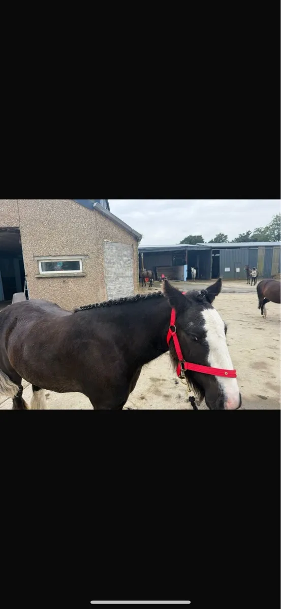 Bomb proof pony - Image 4