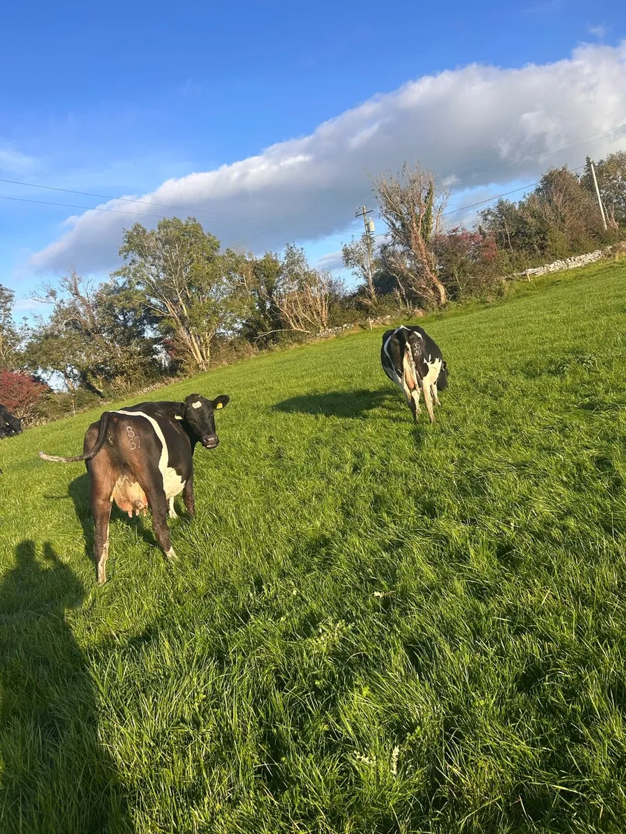 2 Empty first lactation cows - Image 1