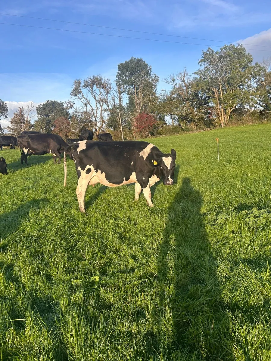 2 Empty first lactation cows - Image 2