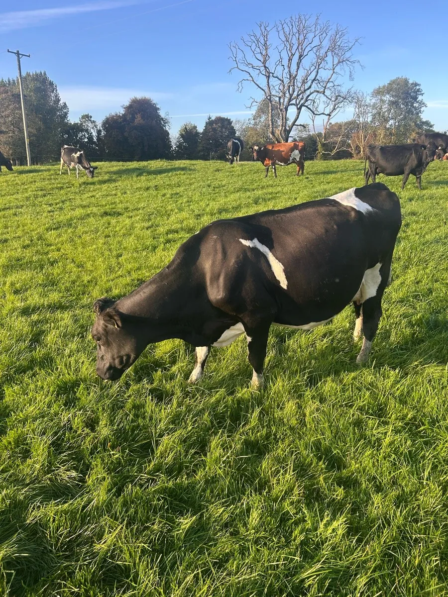 2 Empty first lactation cows - Image 3