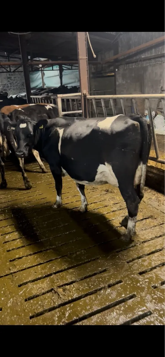 2 Empty first lactation cows - Image 4