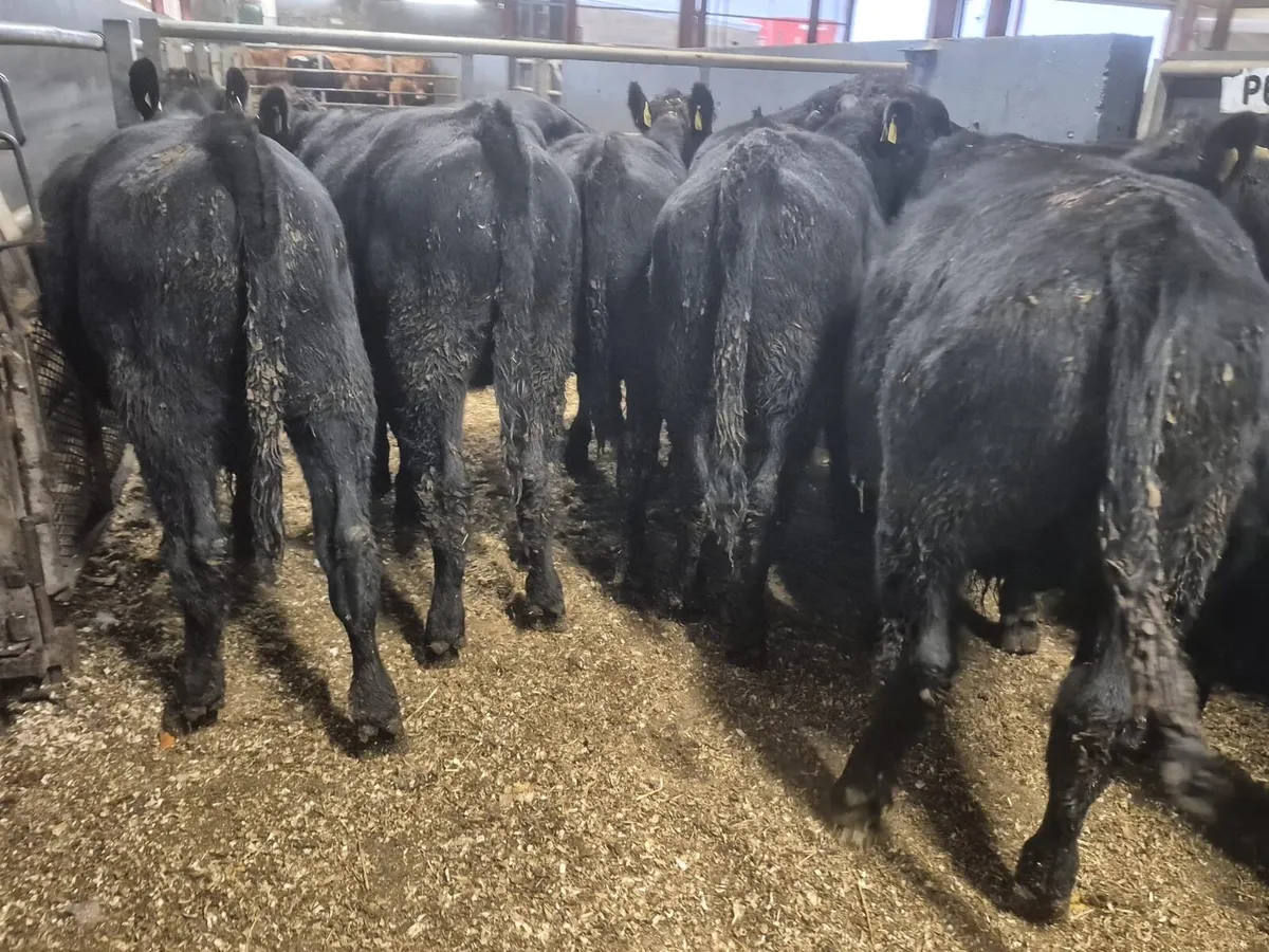 10 Angus Bull Weanlings - Image 2