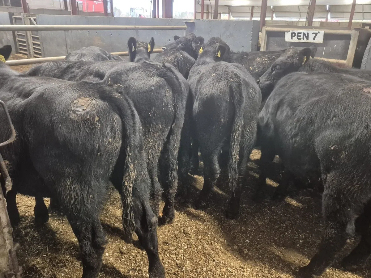 10 Angus Bull Weanlings - Image 3