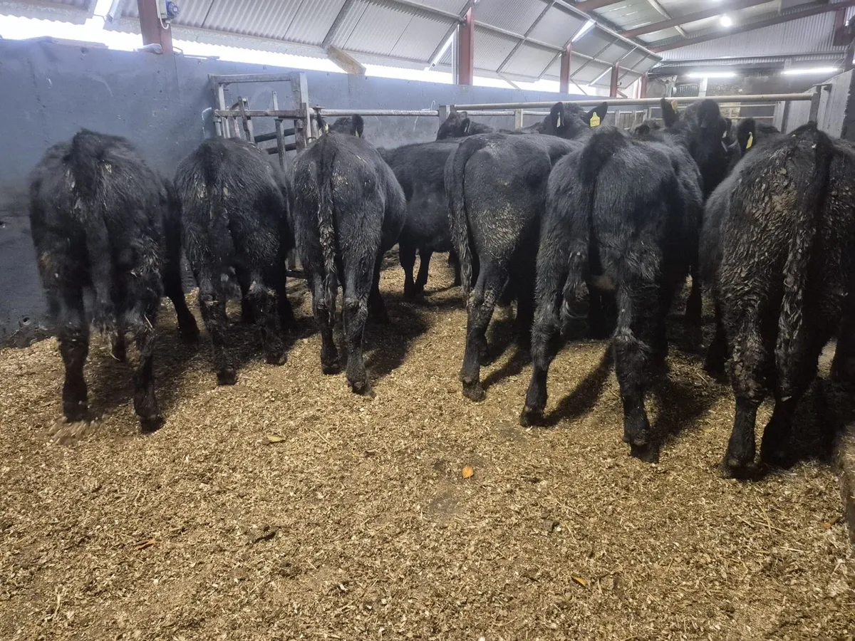 10 Angus Bull Weanlings - Image 4