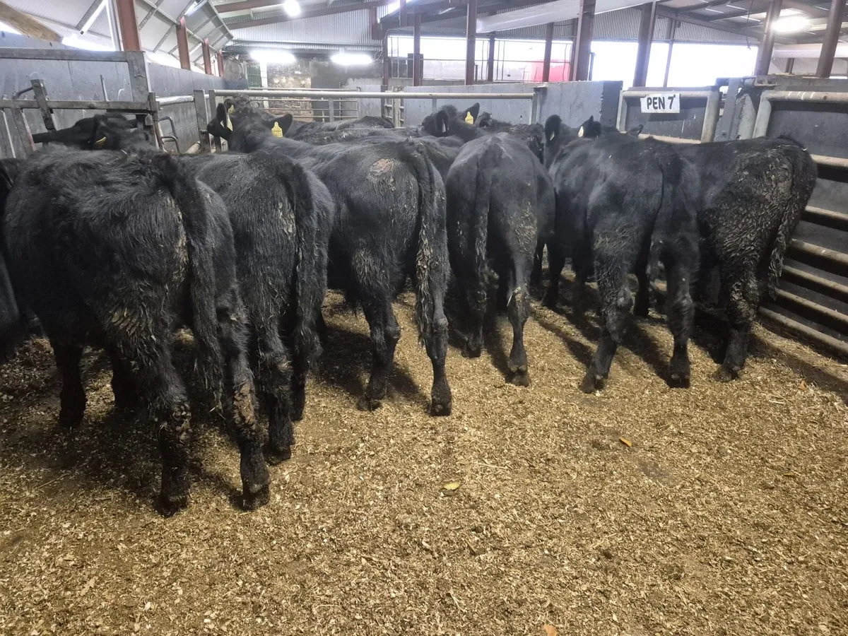 10 Angus Bull Weanlings - Image 1