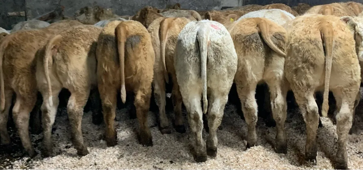 25 u grade charlaois heifers - Image 1