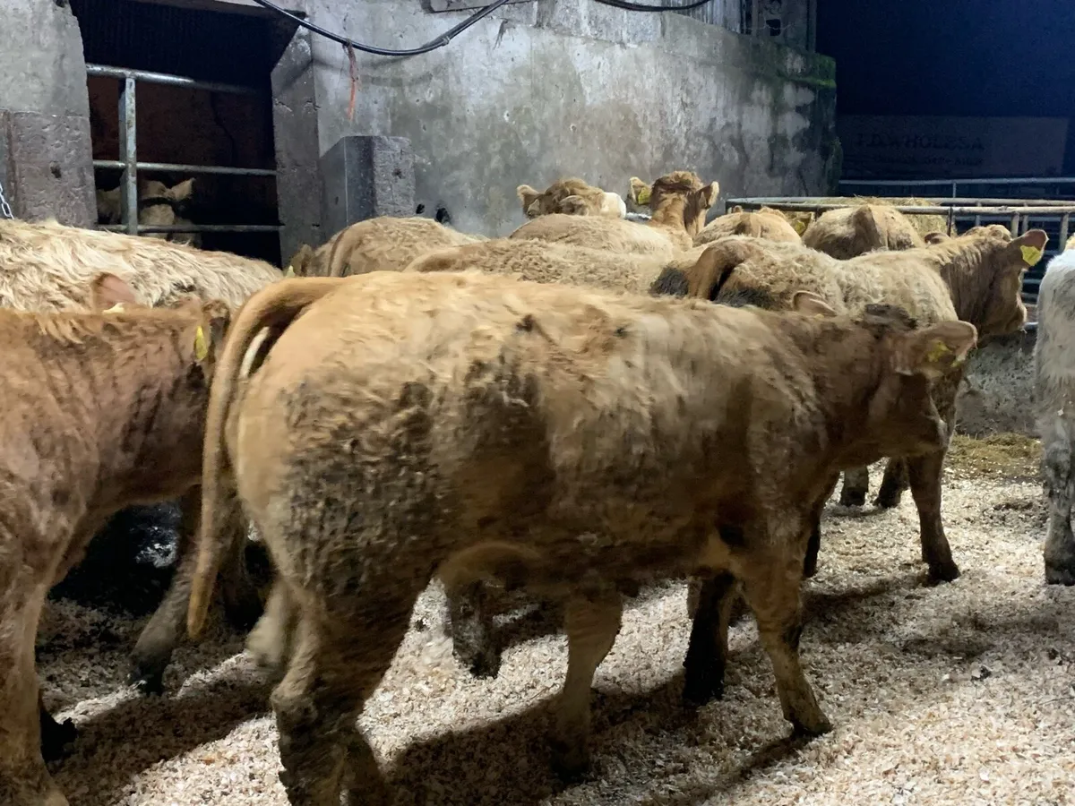 25 u grade charlaois heifers - Image 2