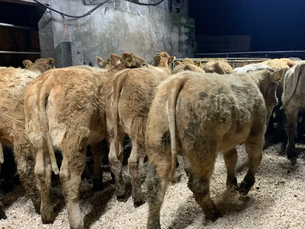 25 u grade charlaois heifers - Image 3