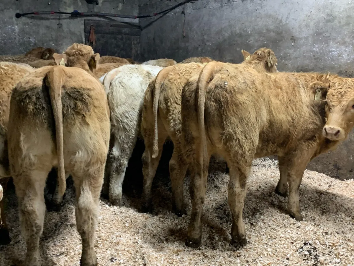 25 u grade charlaois heifers - Image 4