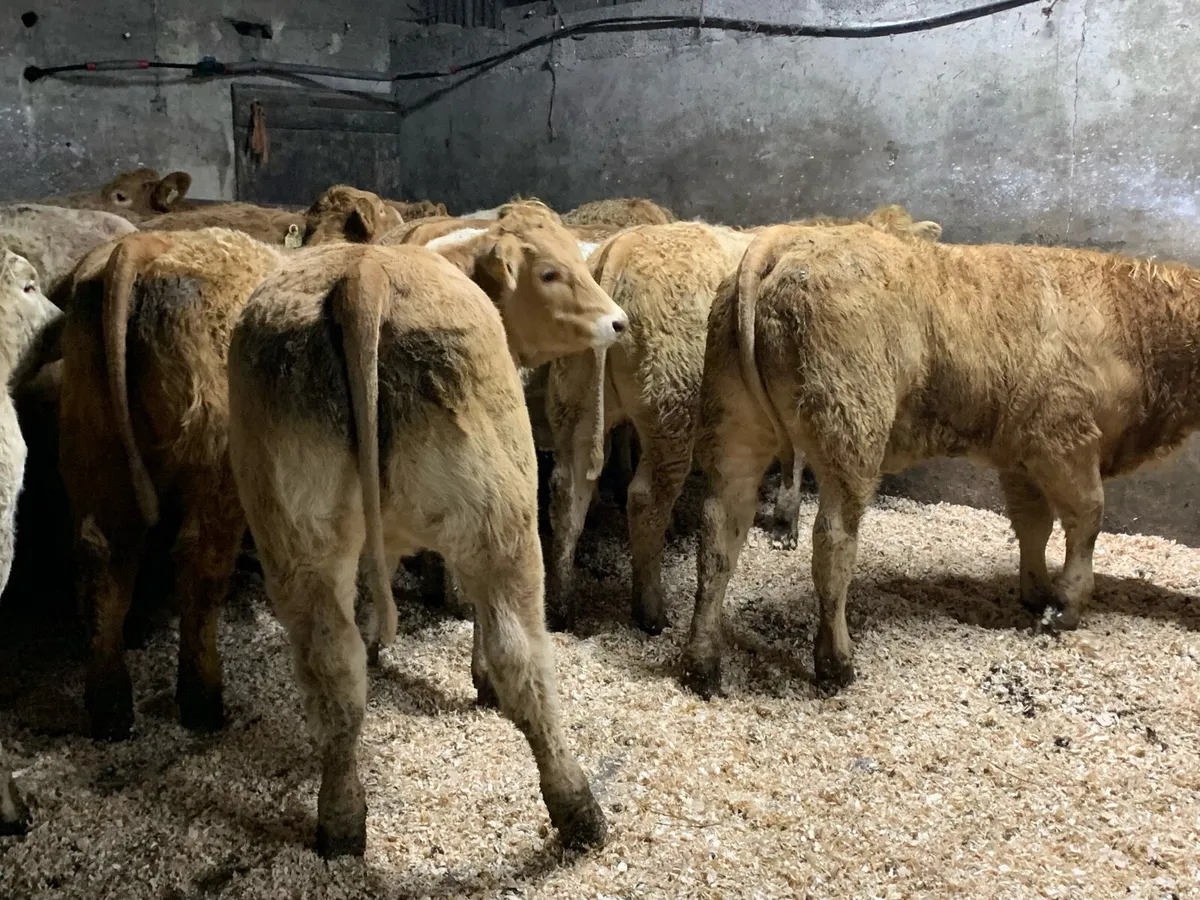 35 u grade charlaois heifers - Image 1