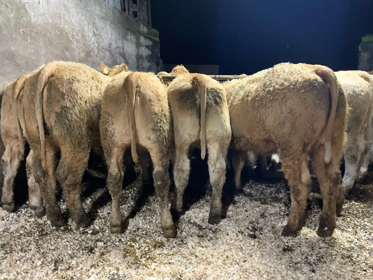 35 u grade charlaois heifers - Image 2