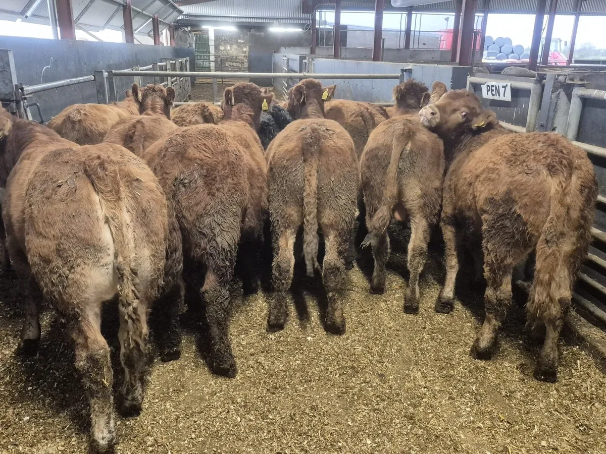 12 Super Limousin Bull Weanlings - Image 1