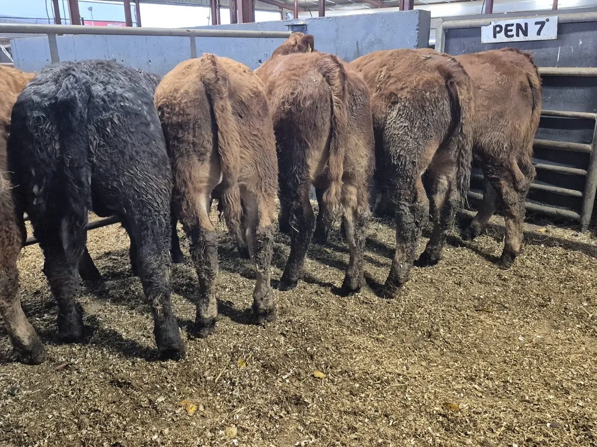 12 Super Limousin Bull Weanlings - Image 2