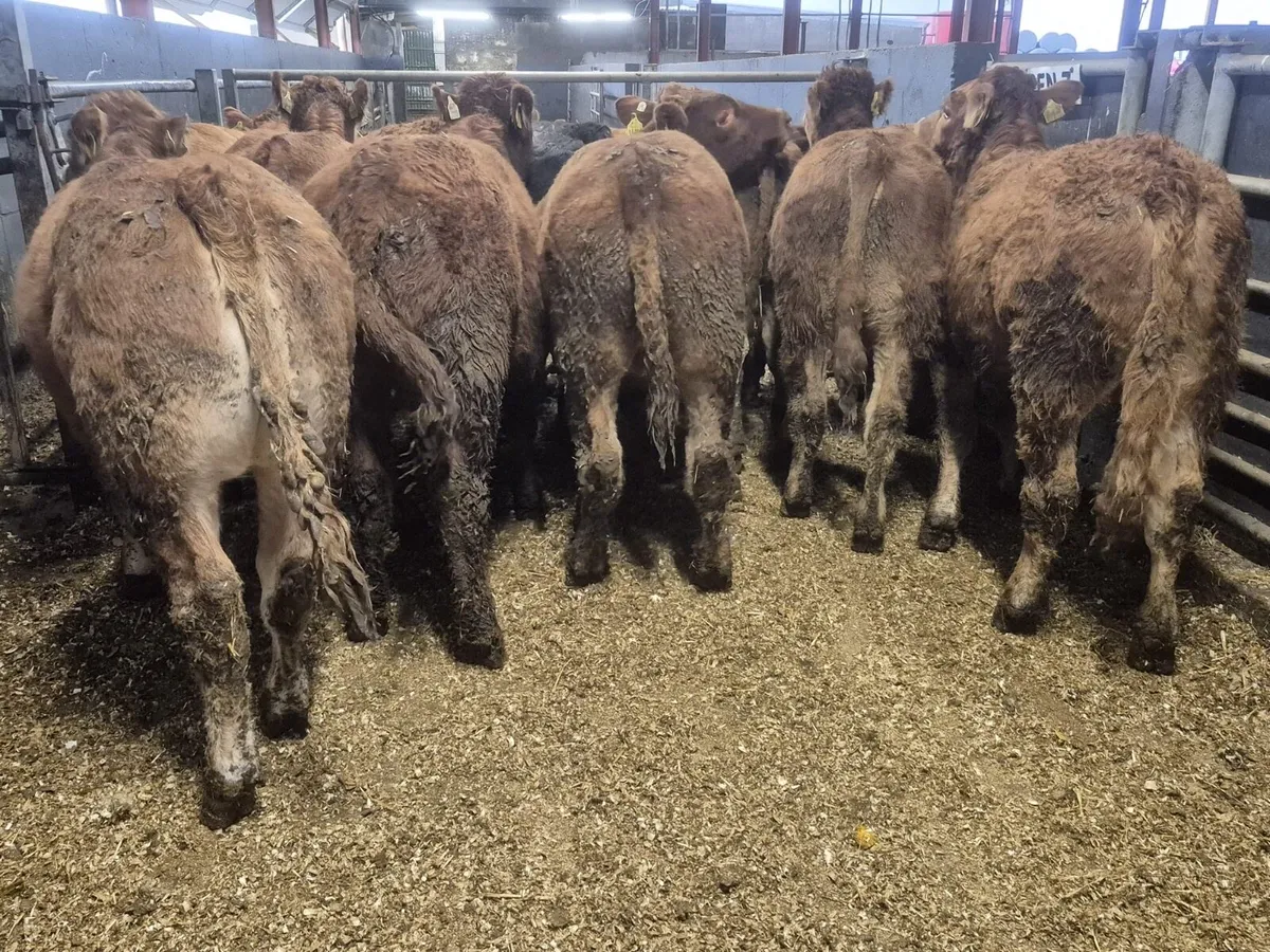 12 Super Limousin Bull Weanlings - Image 3