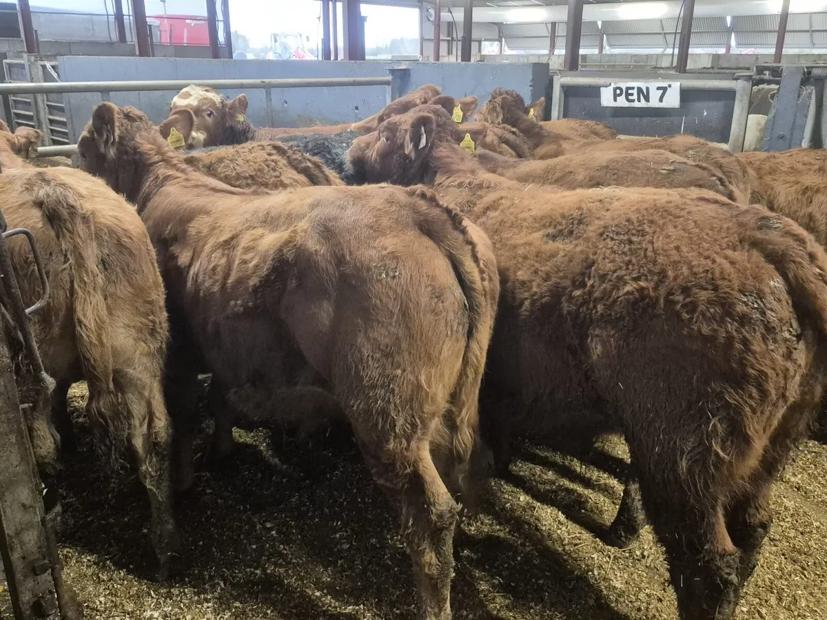 12 Super Limousin Bull Weanlings - Image 4