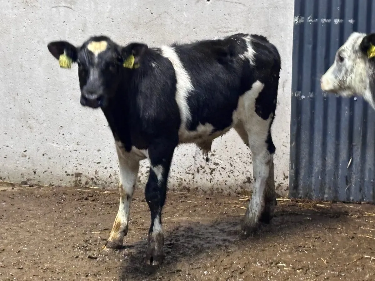 2 Belgium blue Weanlings for sale - Image 2