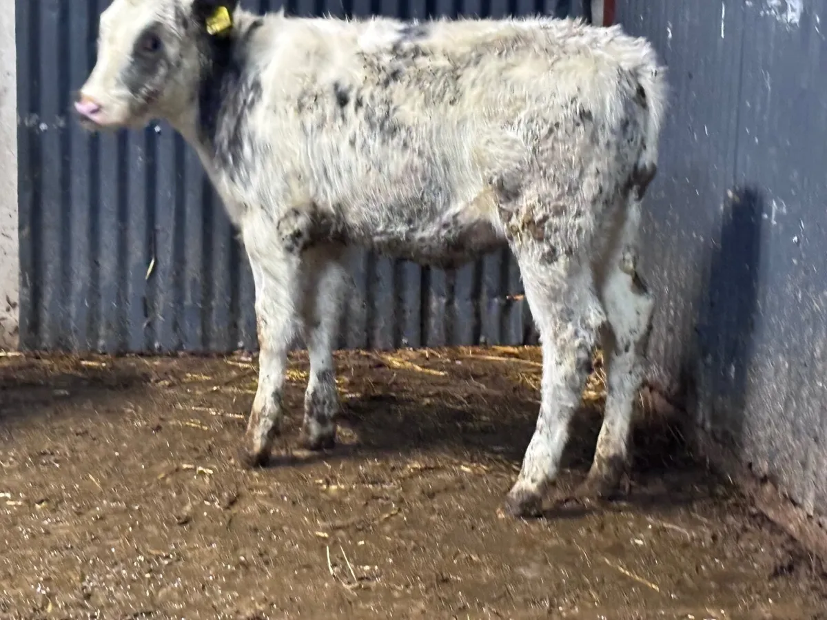 2 Belgium blue Weanlings for sale - Image 3