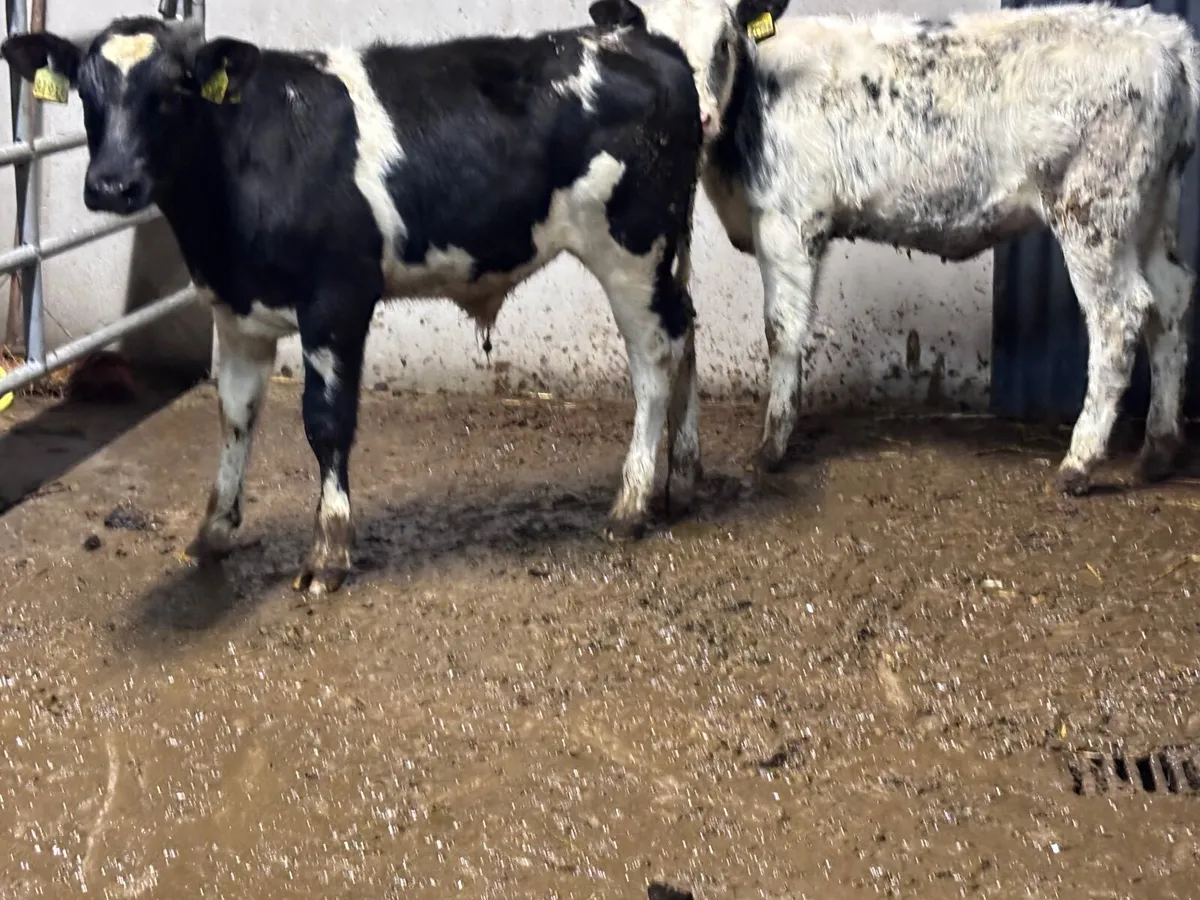 2 Belgium blue Weanlings for sale - Image 4