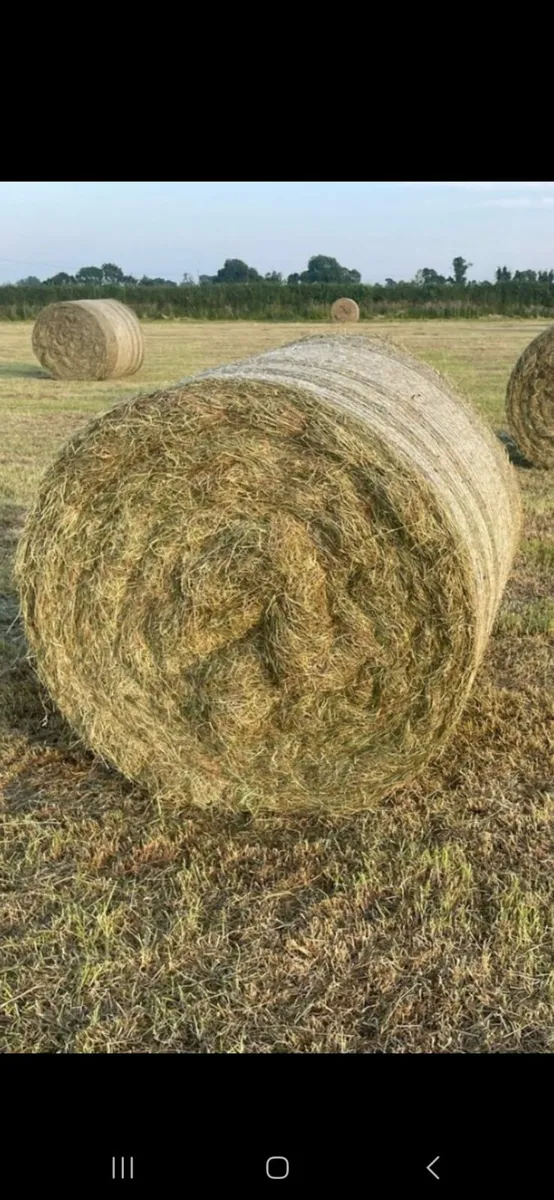Round bales of silage and haylage for sale - Image 2