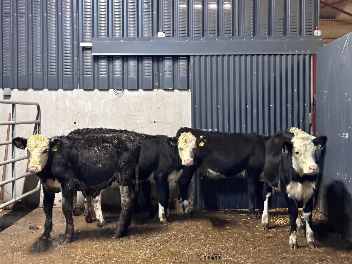 5 Hereford Weanling heifers for sale - Image 2