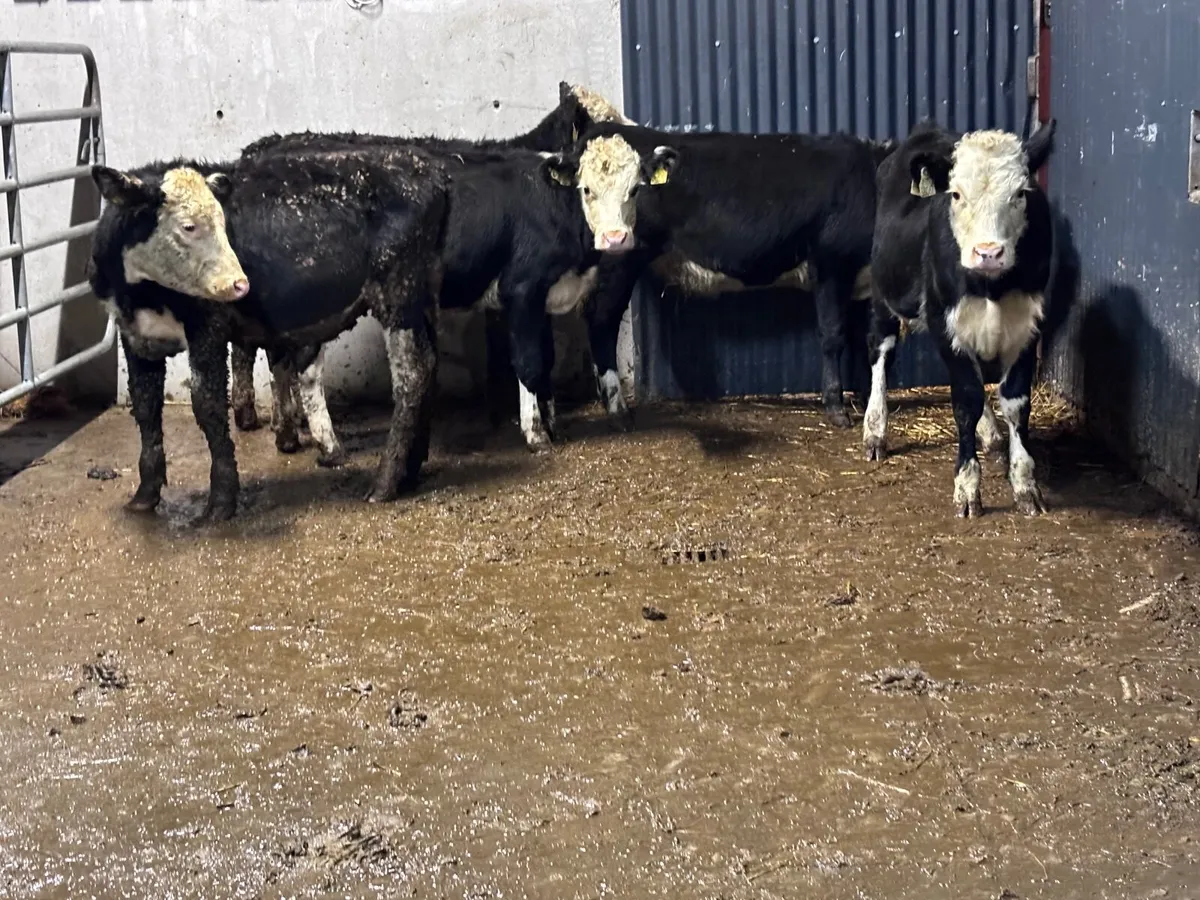 5 Hereford Weanling heifers for sale - Image 3