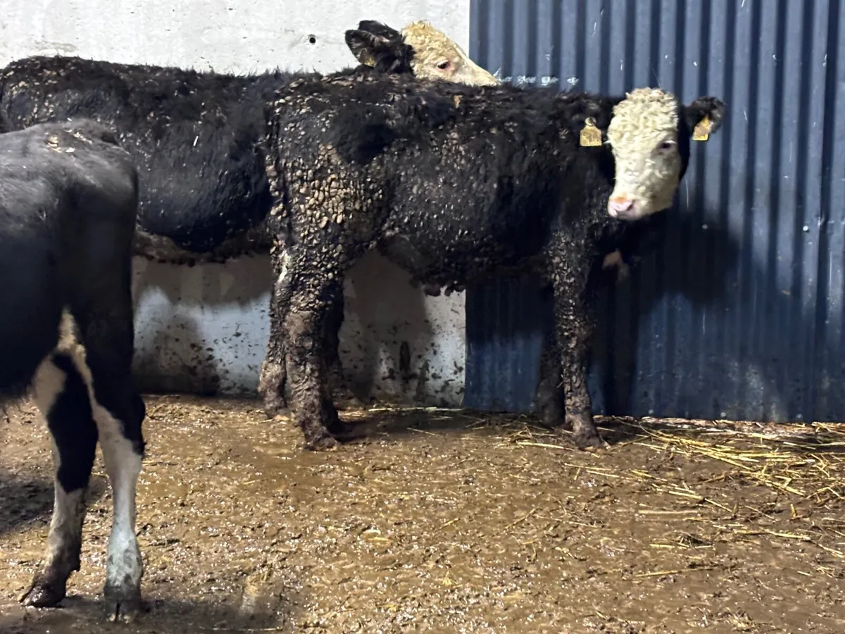 5 Hereford Weanling heifers for sale - Image 4