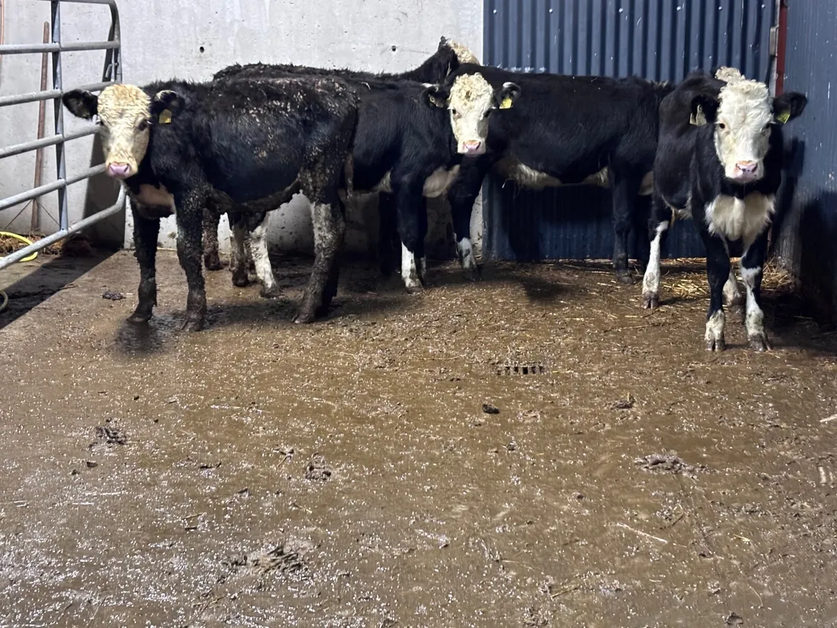 5 Hereford Weanling heifers for sale - Image 1