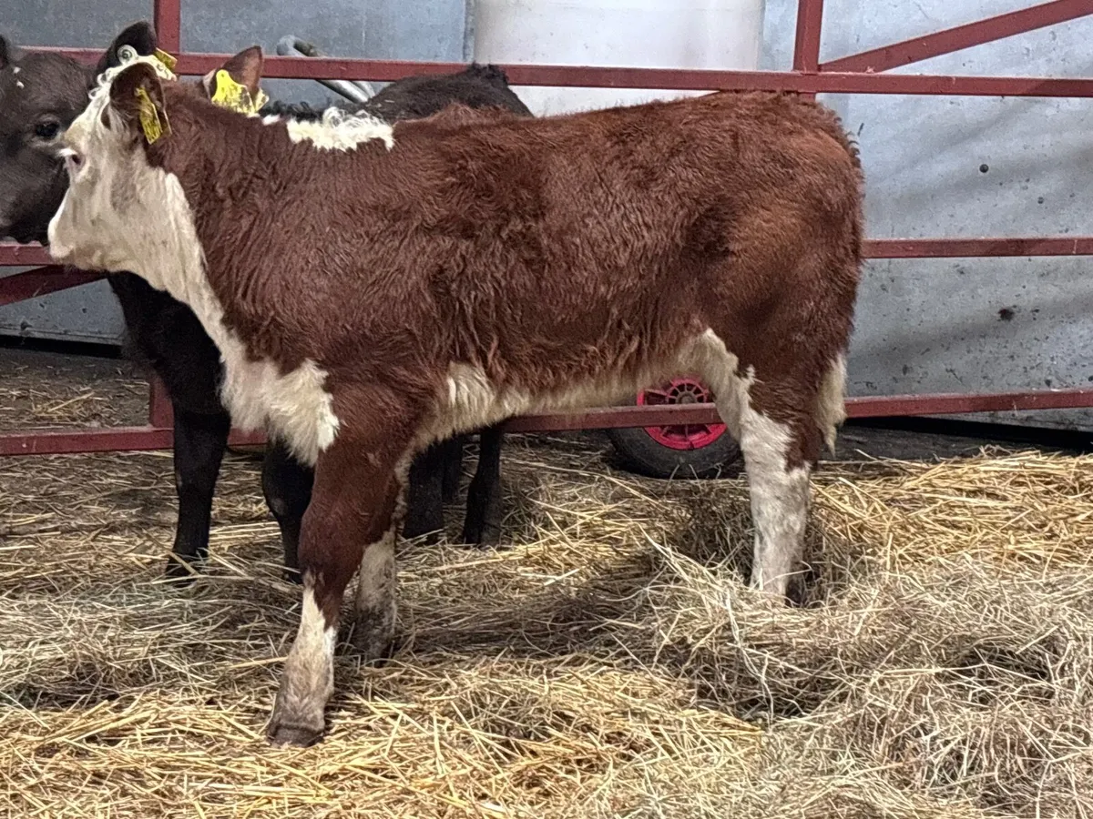 2 smashing runners  for sale - Image 2