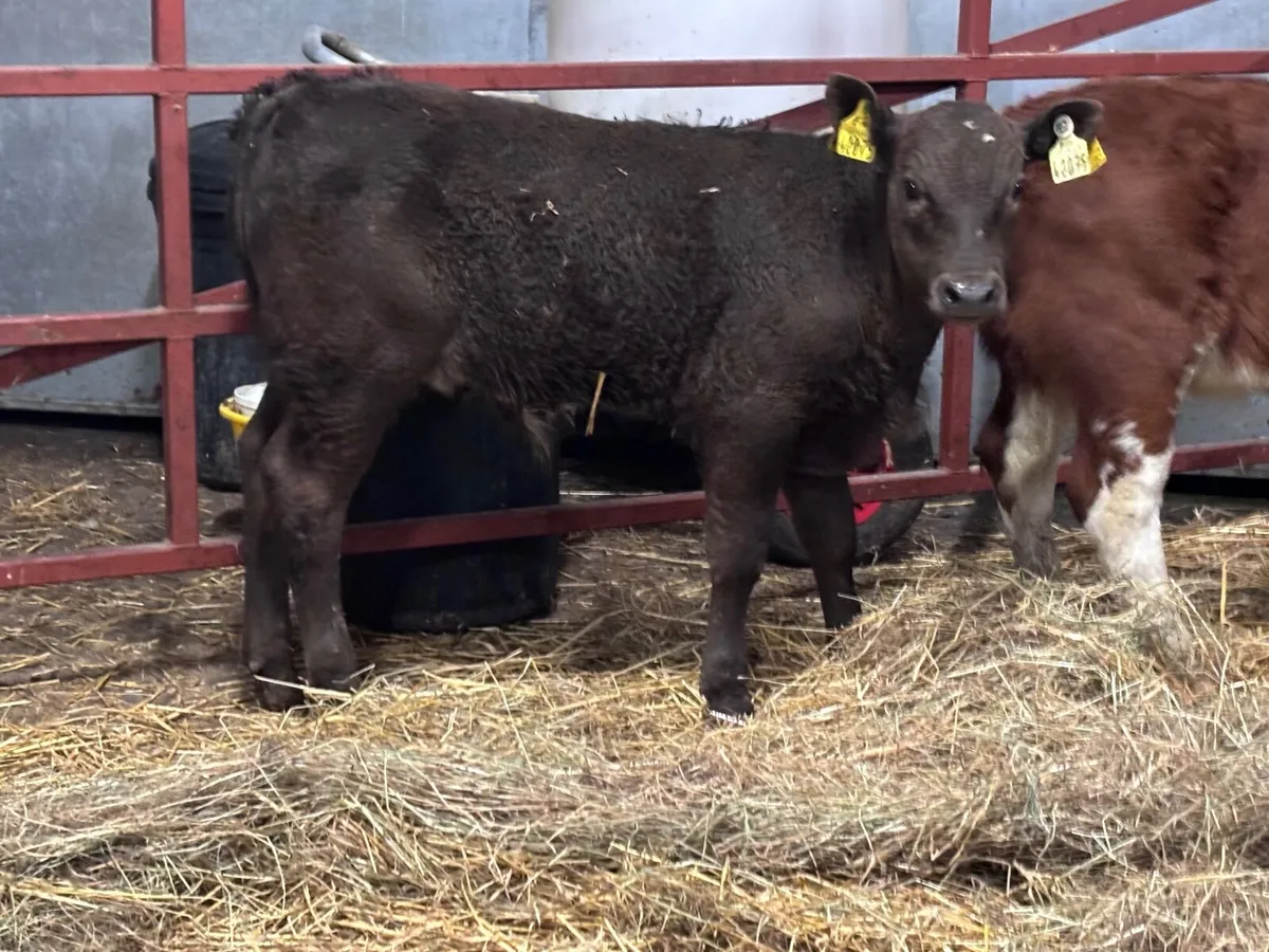 2 smashing runners  for sale - Image 3